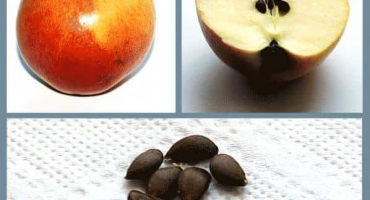 Je možné vypěstovat jabloň ze semene a jak správně pečovat o sazenice doma